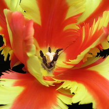 Схема вышивки «цветы»