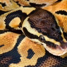 Схема вышивки «Королевский питон»