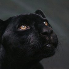 Схема вышивки «Черная пантера»