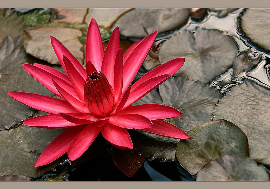 Лотос 2 - цветы - оригинал