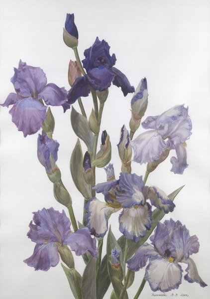 ирисы - цветы, ирисы, букет - оригинал
