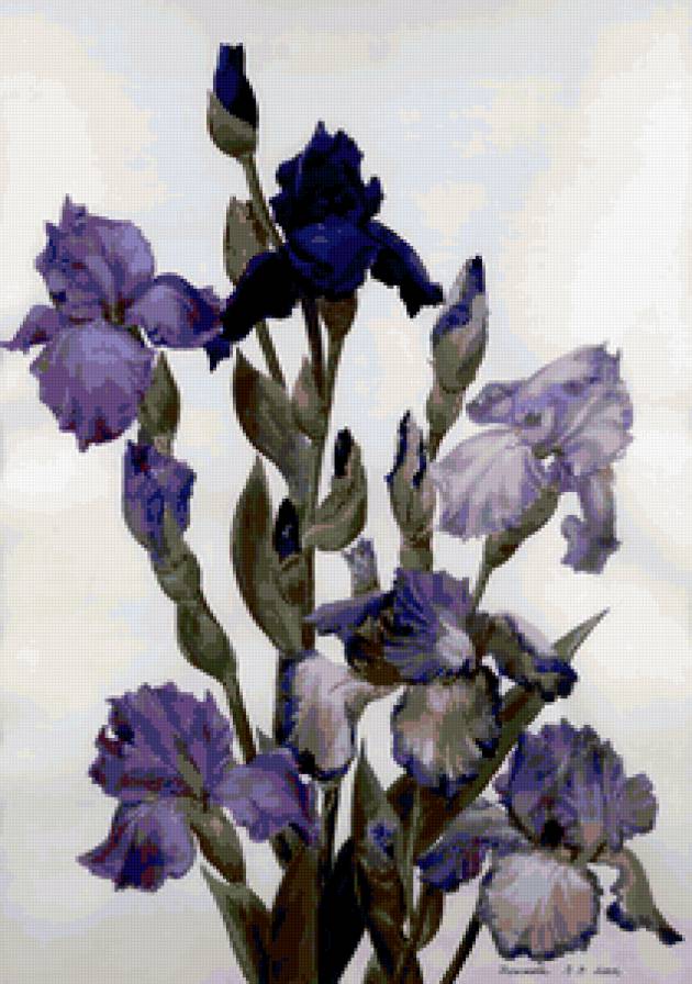 ирисы - букет, ирисы, цветы - предпросмотр