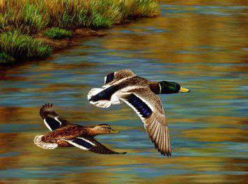 утки - природа, весна, птицы, картина - оригинал