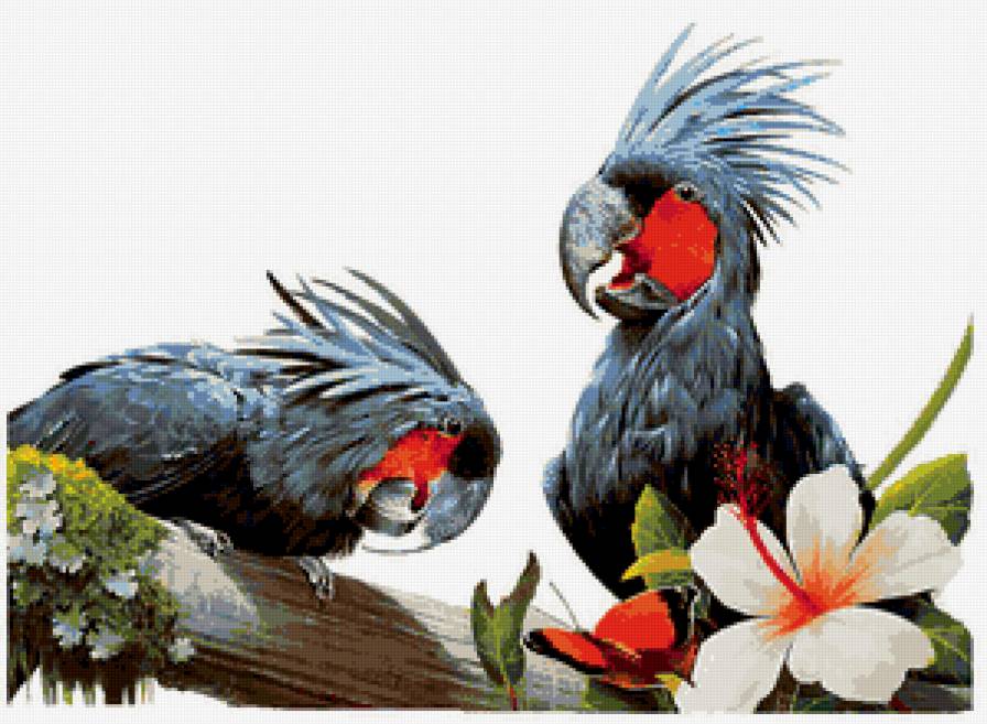 попугайчики - попугаи, птицы, экзотика, попугай - предпросмотр