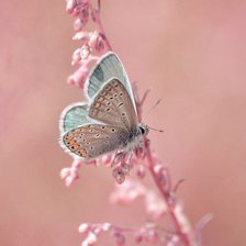 Схема вышивки «бабочка»