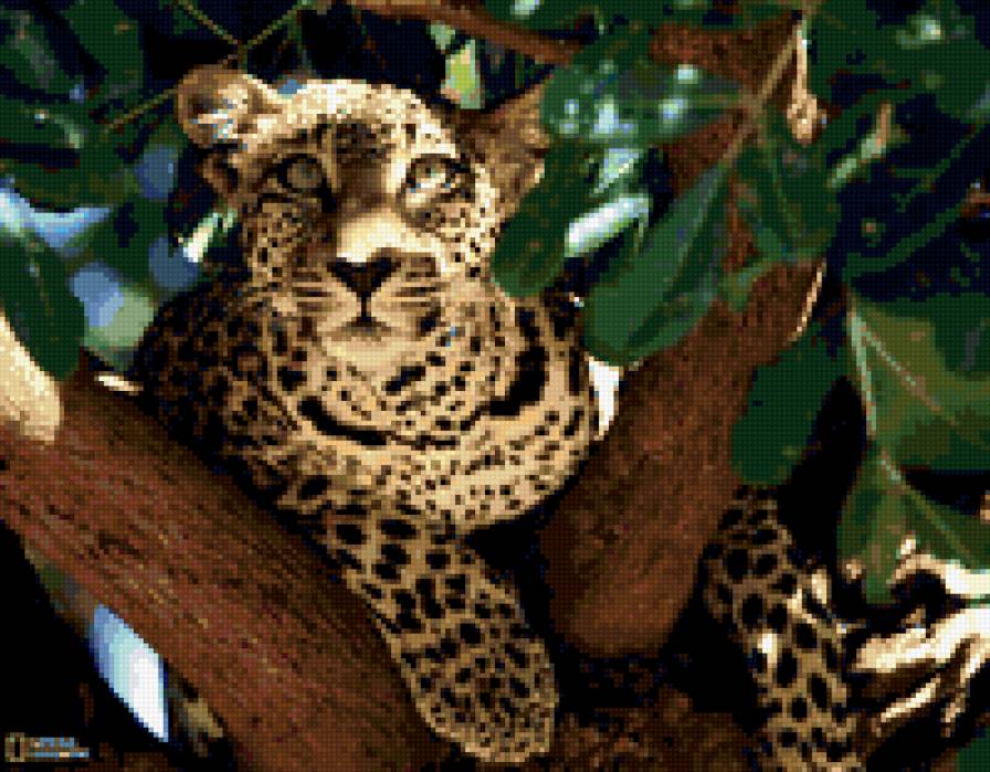 красотка - животные - предпросмотр