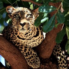 Схема вышивки «красотка»