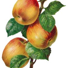 Оригинал схемы вышивки «яблоки на ветке» (№204595)