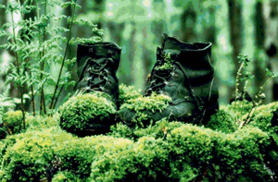 Ботки - природа, красота, ботинки, лес - предпросмотр