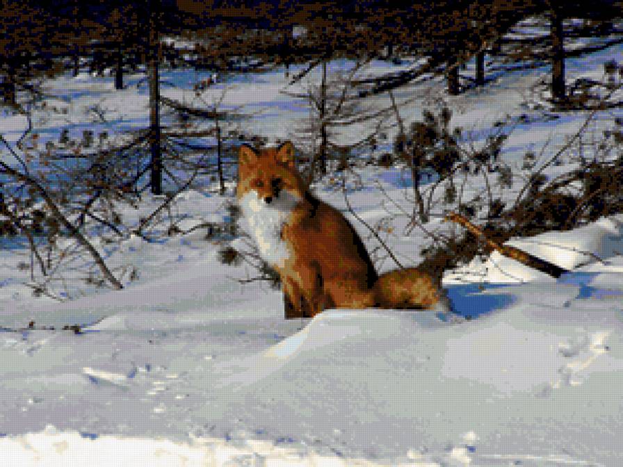 Лисичка - животные - предпросмотр