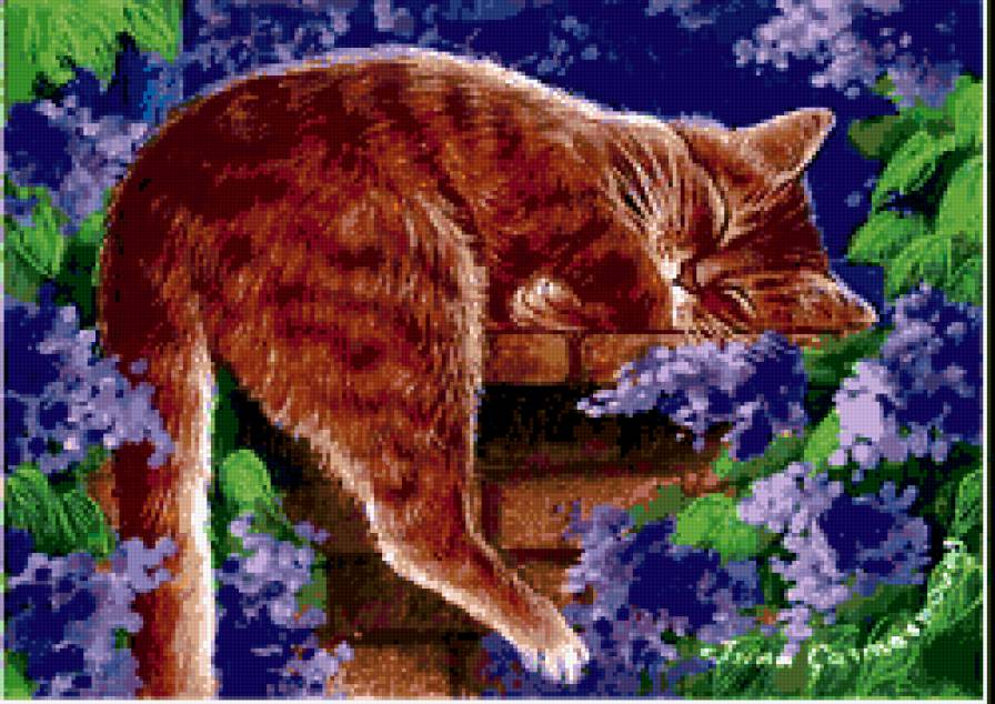 соня - коты - предпросмотр