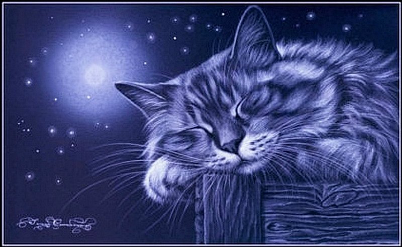 №205776 - коты - оригинал