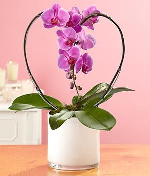 Орхидея в горшке - цветы, орхидея - оригинал
