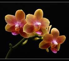 Схема вышивки «№206207»