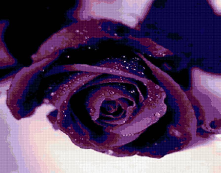 роза 2 - розы, цветы - предпросмотр