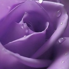 Схема вышивки «роза 6»