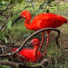 Красные фламинго