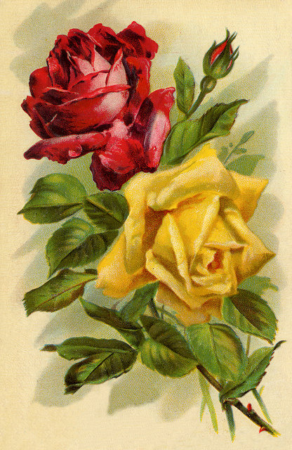 розы - оригинал