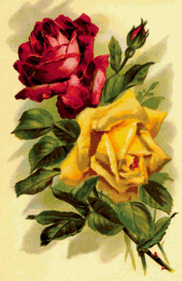 розы - предпросмотр