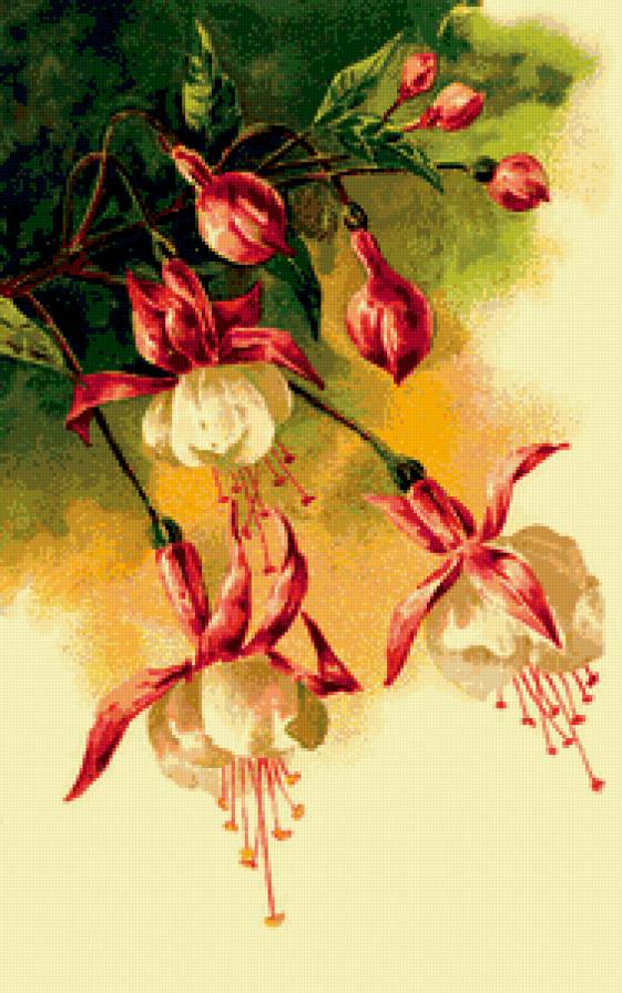 фуксия - предпросмотр