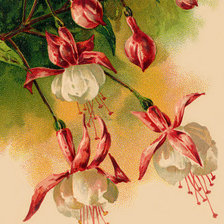 Схема вышивки «фуксия»