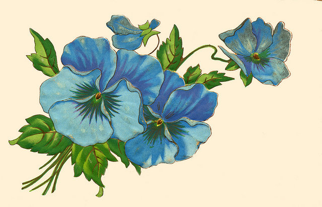 синий цветок - оригинал