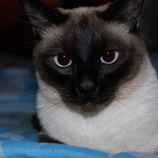 Схема вышивки «Сиамский котик»