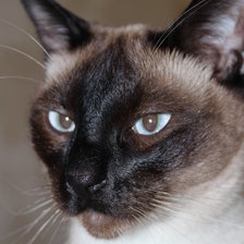 Схема вышивки «Сиам)»