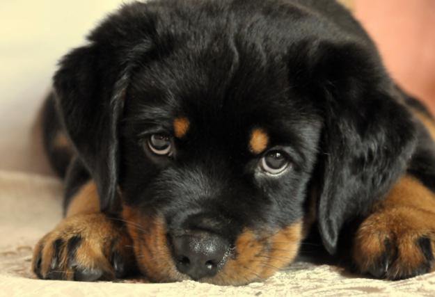 ротти - схема, щенок - оригинал