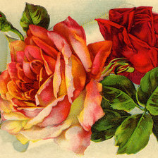Оригинал схемы вышивки «розы» (№207229)