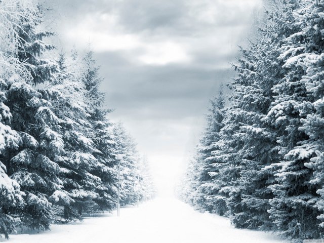 Зимние ели - зима снег елка ели дорога - оригинал