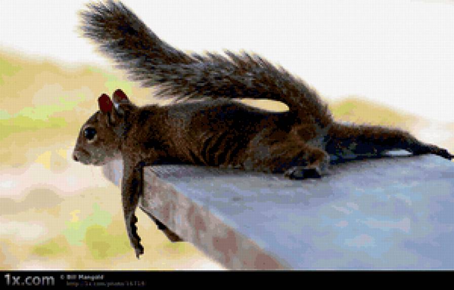 белка - животные, белка - предпросмотр