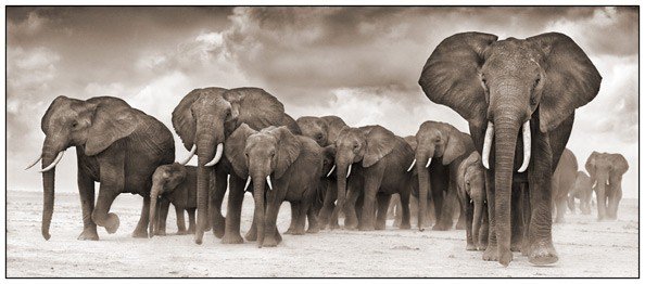 Слоны - слон, африка - оригинал