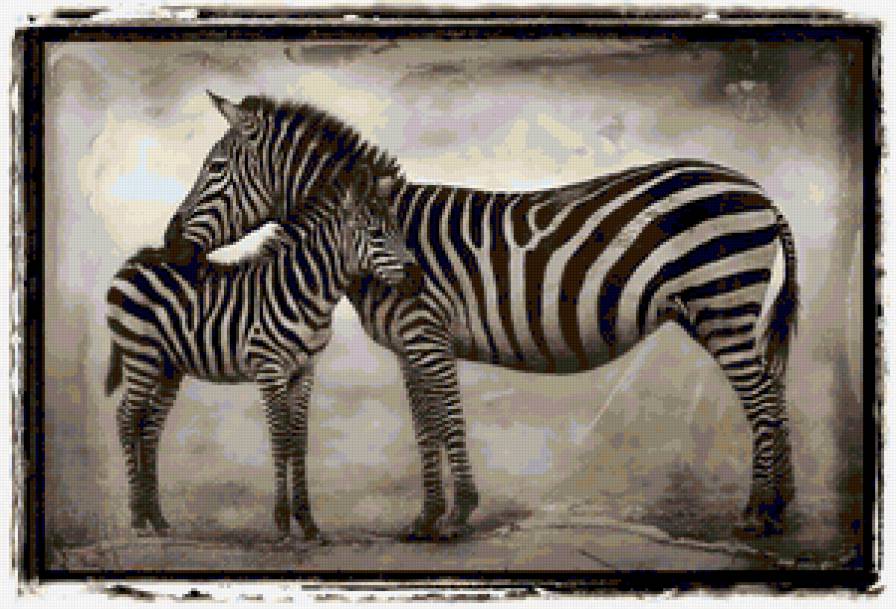 Зебры - африка - предпросмотр