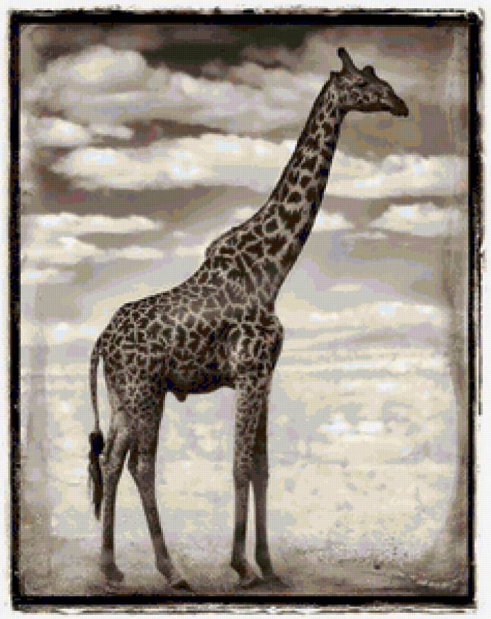 Жираф Африка - предпросмотр