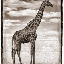 Жираф Африка