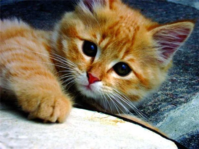 Котенок - домашние животные, рыжий кот, животные - оригинал