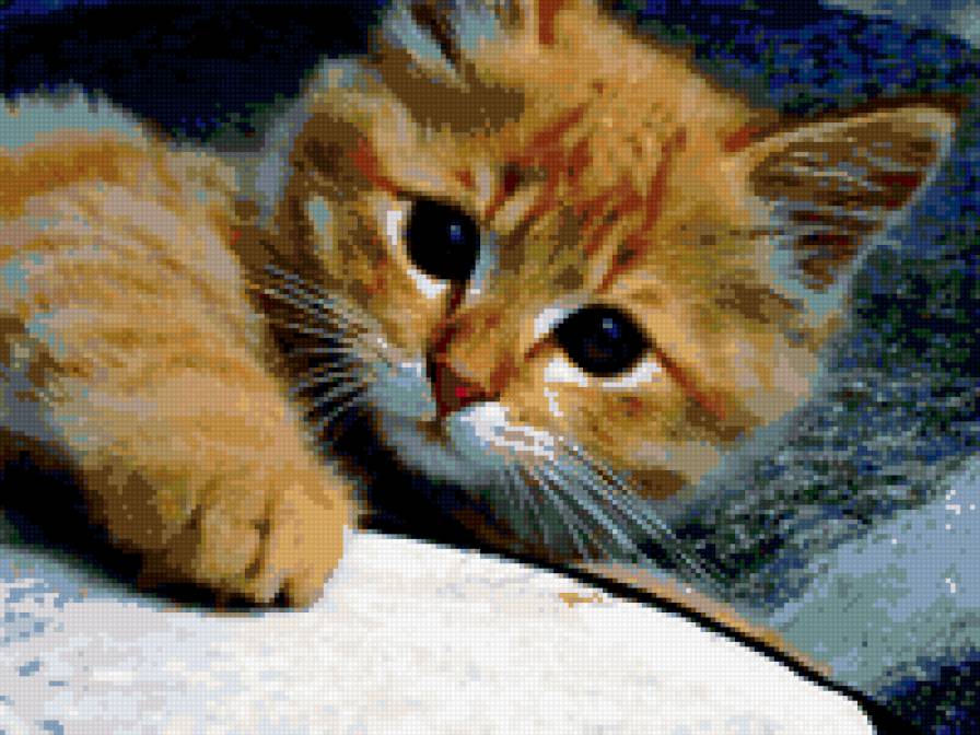 Котенок - рыжий кот, животные, домашние животные - предпросмотр