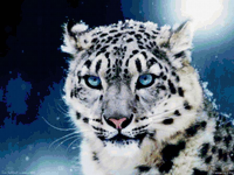 Снежный барс - кошачьи, животные, снежный барс - предпросмотр