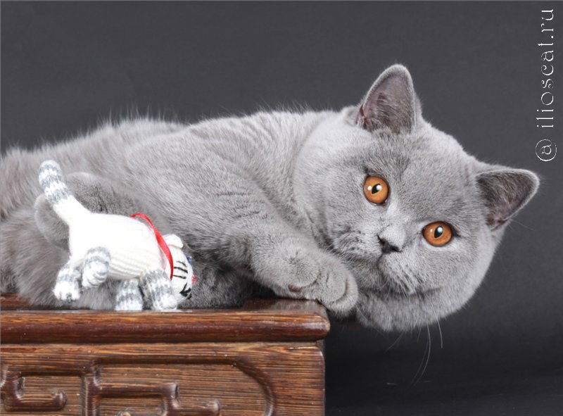 британский кот Лео - британский кот, кот, британские котята - оригинал