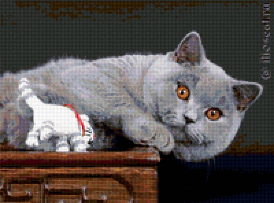 британский кот Лео - британский кот, британские котята, кот - предпросмотр