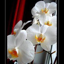 Оригинал схемы вышивки «Белая орхидея» (№207562)