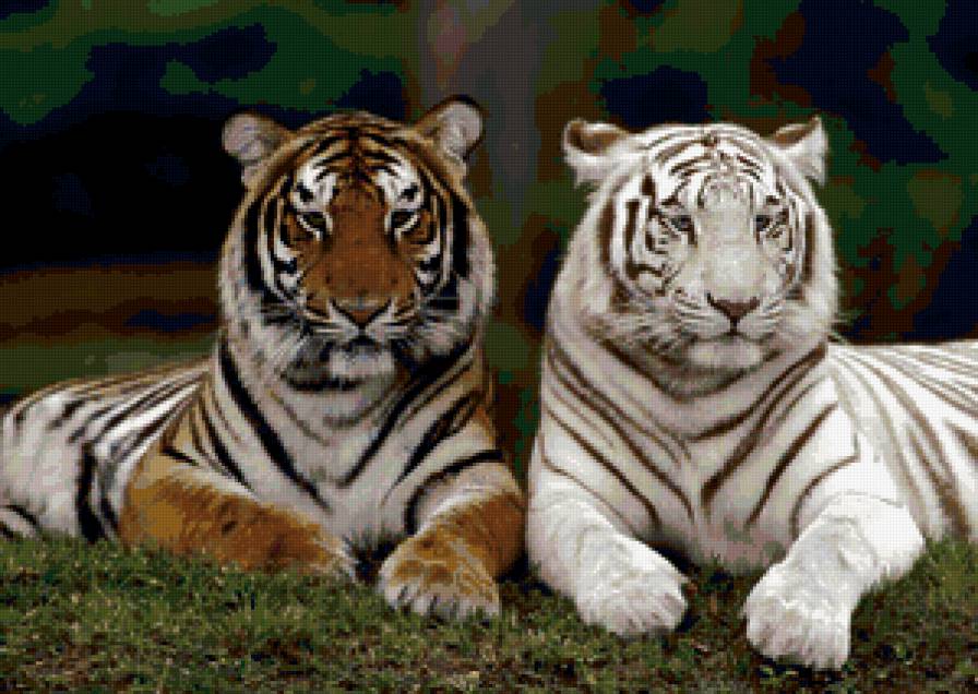 тигра - предпросмотр