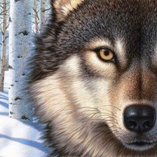 волк в зимнем лесу