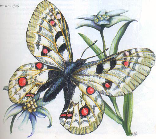 Бабочка на цветах - бабочка, цветы, картина, бабочки, букет - оригинал