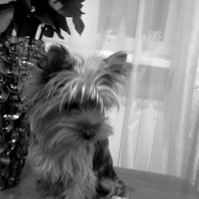 Схема вышивки «Ваня черно-белый»