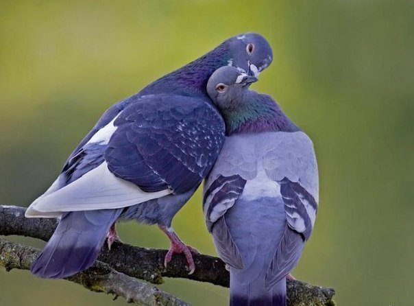 Голубки - романтика - оригинал