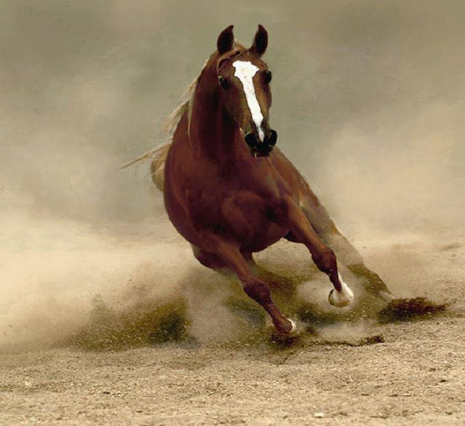 Пыль - лошади - оригинал