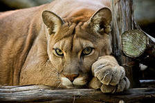 дикая кошка - львица, кошка - оригинал