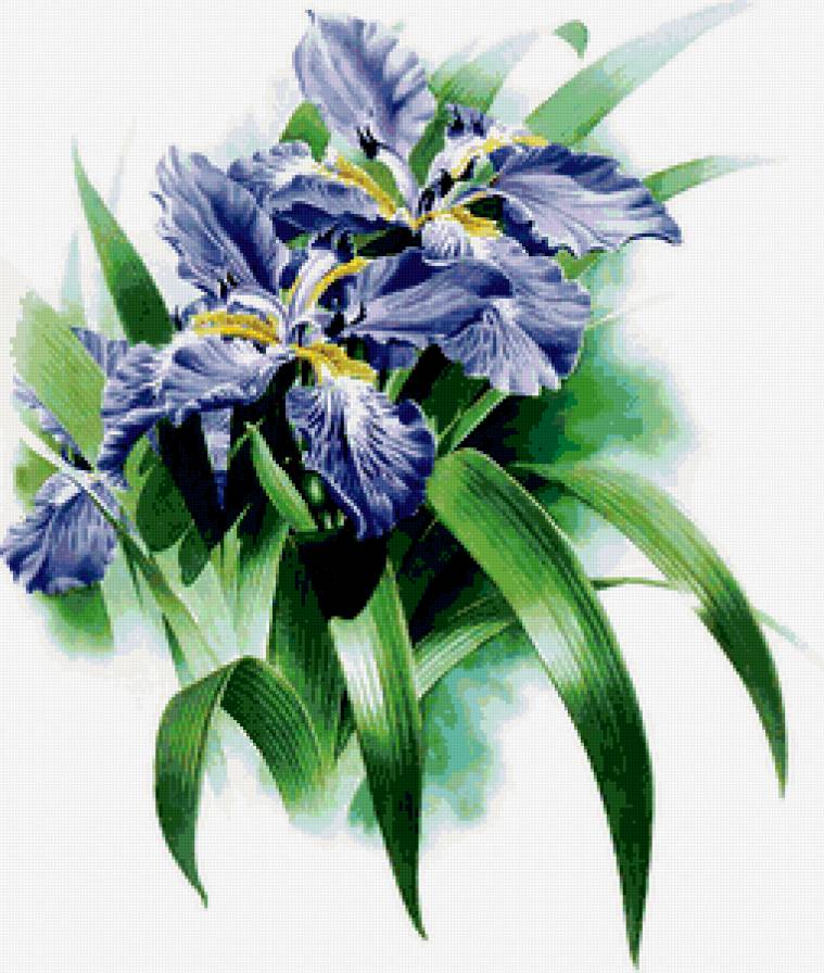 ирисы - предпросмотр